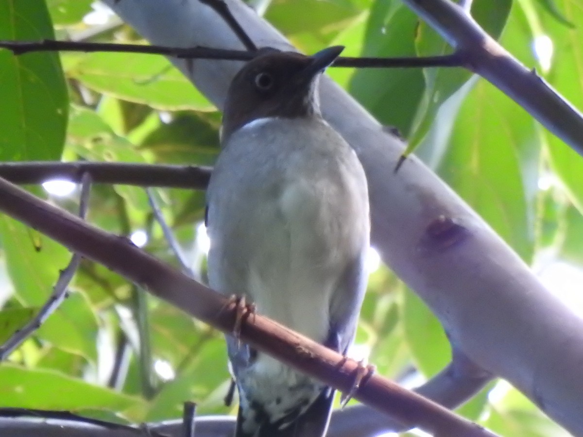 White-eyed Thrush - ML616242072