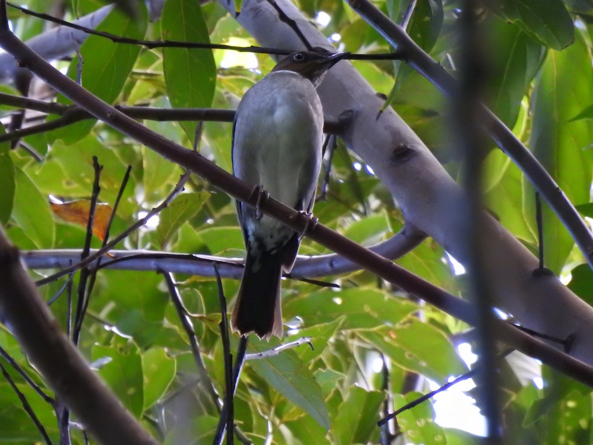 White-eyed Thrush - ML616242076