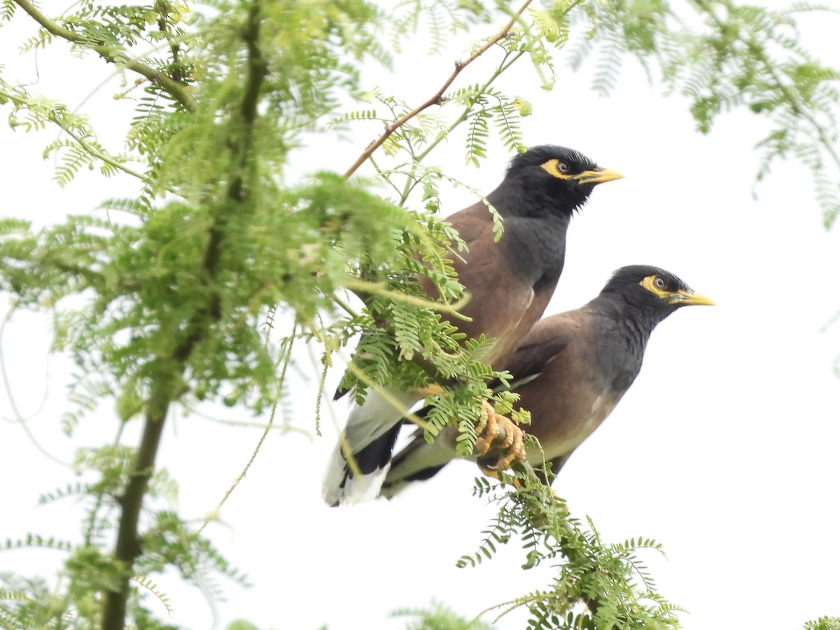 Common Myna - ML616242124