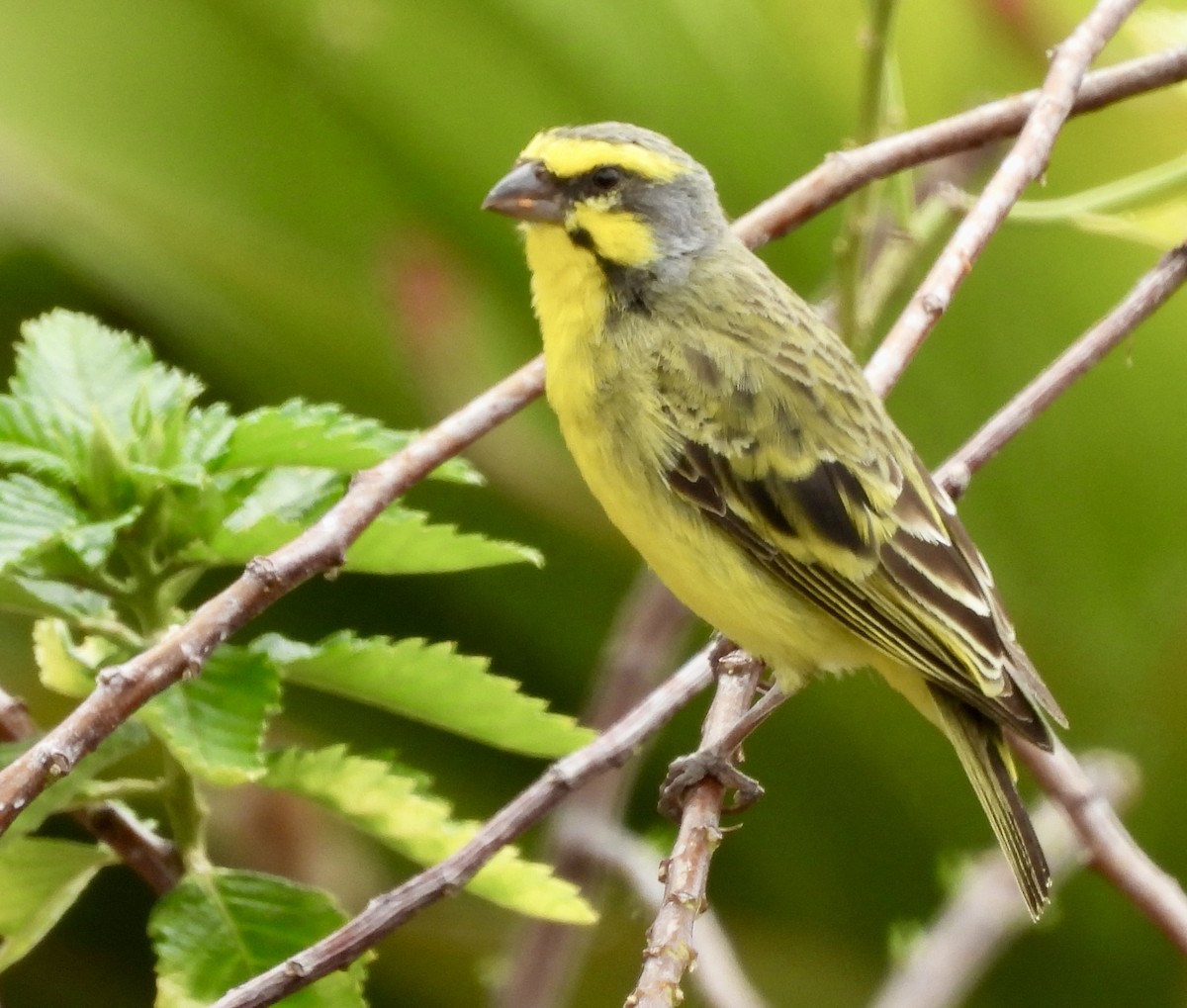 Yellow-fronted Canary - ML616242132