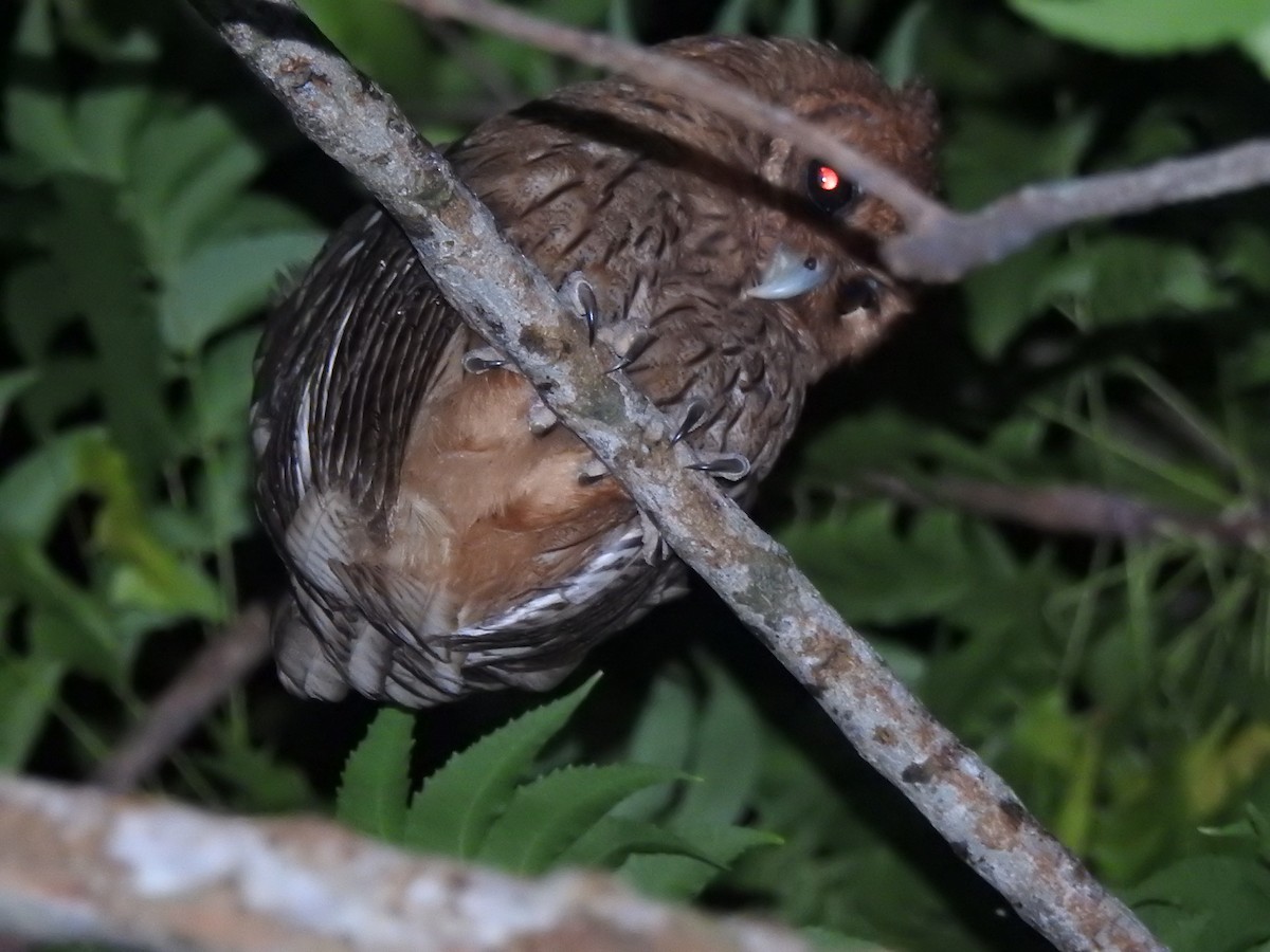 Jamaican Owl - Heath Harlan