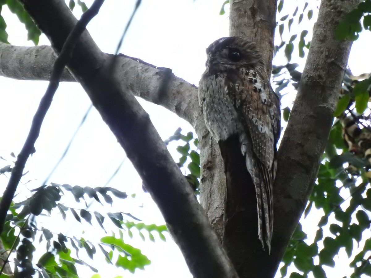 Northern Potoo - ML616242173