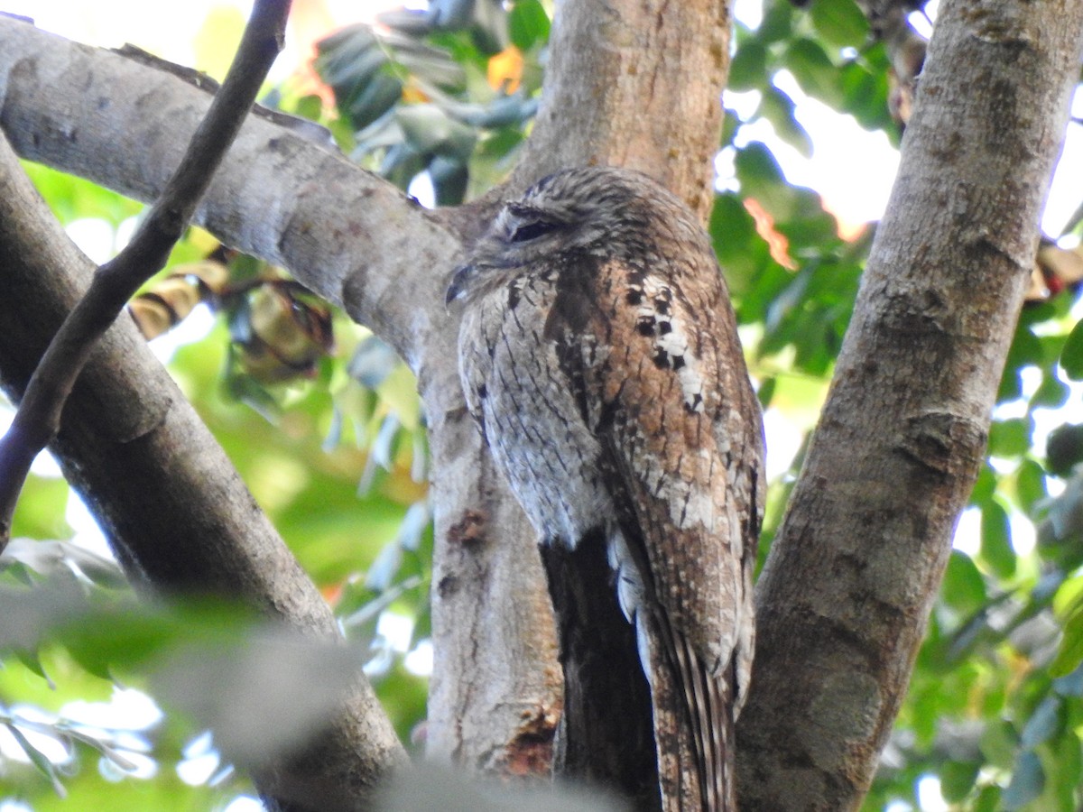 Northern Potoo - ML616242177