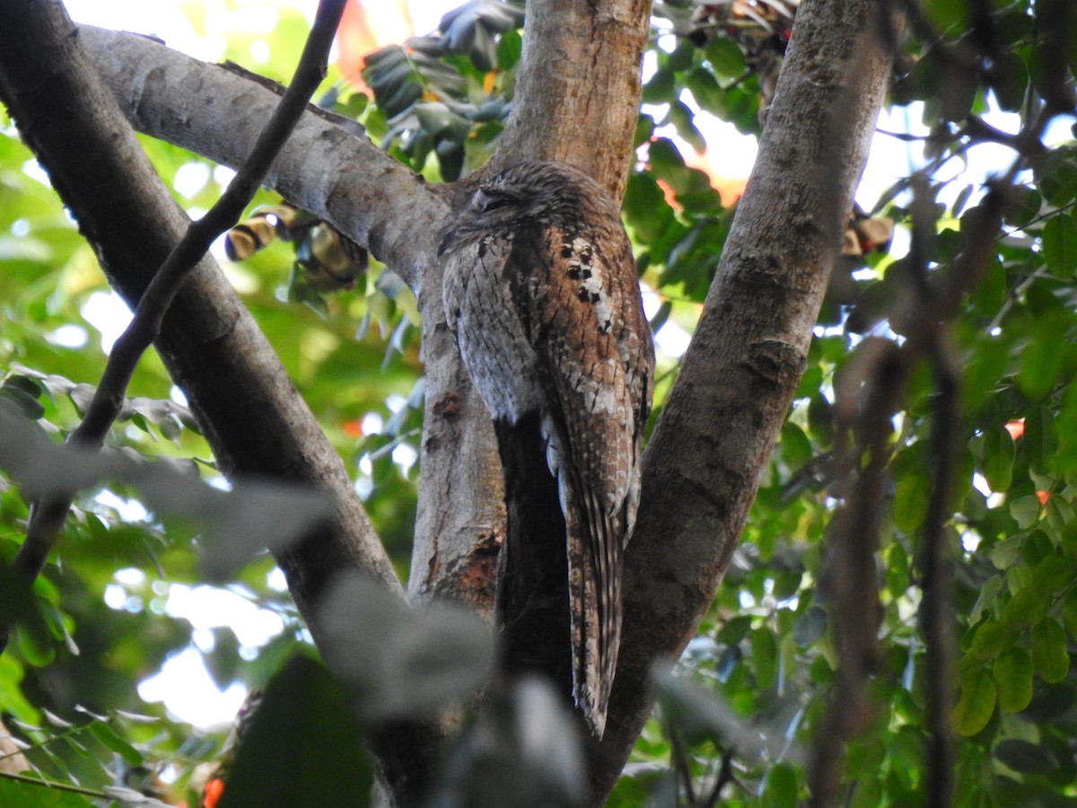 Northern Potoo - Heath Harlan