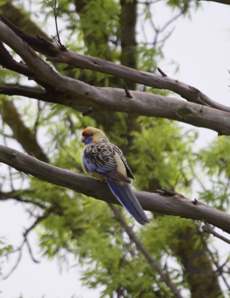 Crimson Rosella (Adelaide) - ML616242220