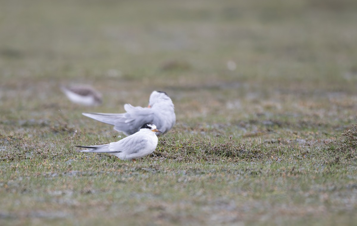 Little Tern - ML616242280