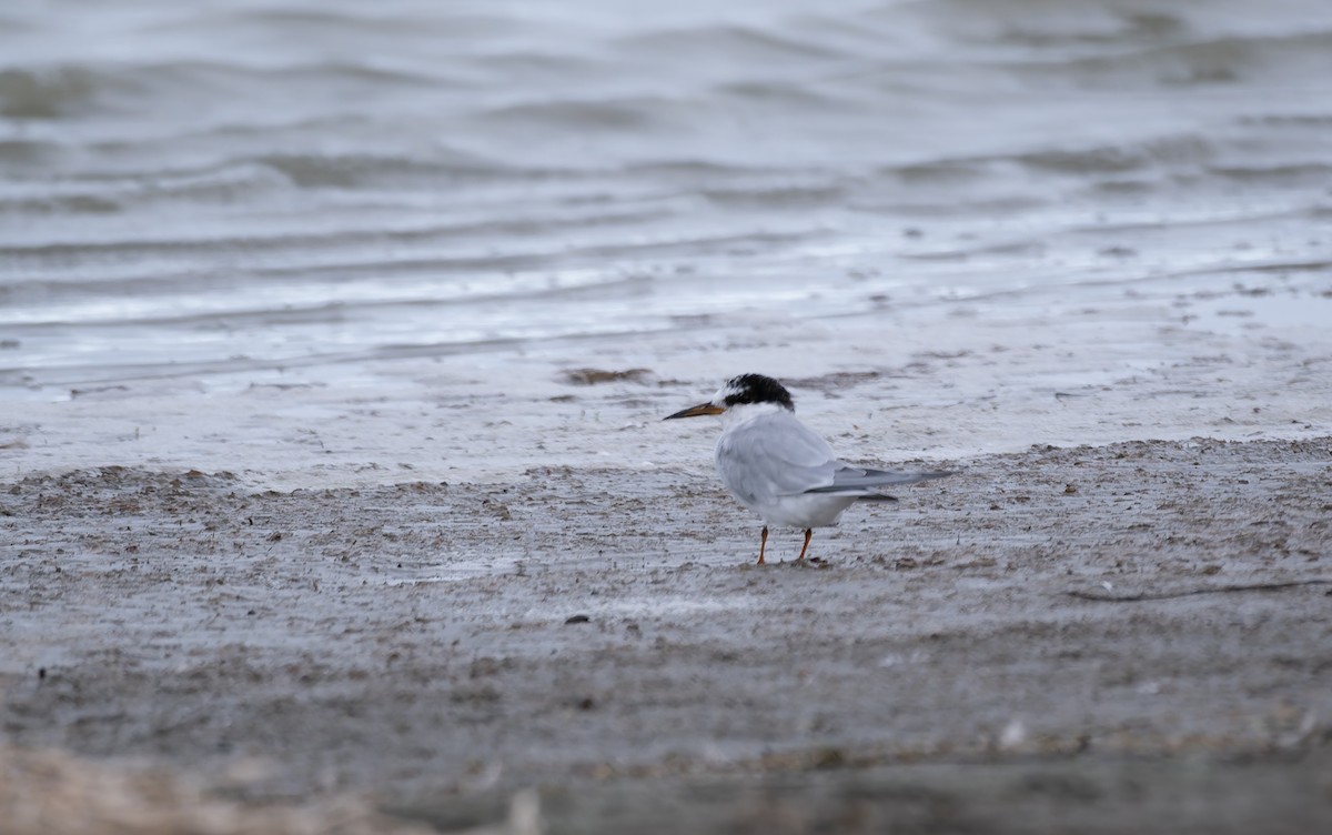 Little Tern - ML616242281