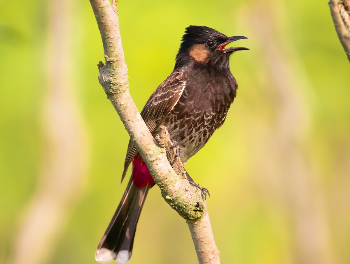 Red-vented Bulbul - ML616242306