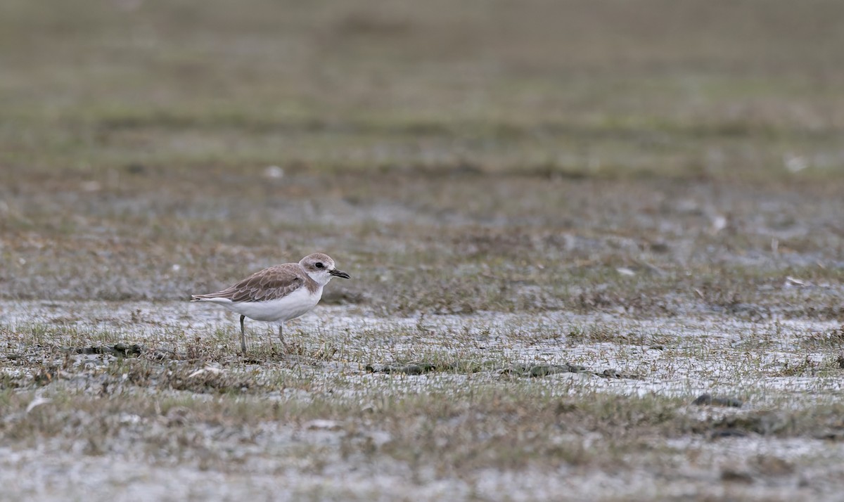 Greater Sand-Plover - ML616242333