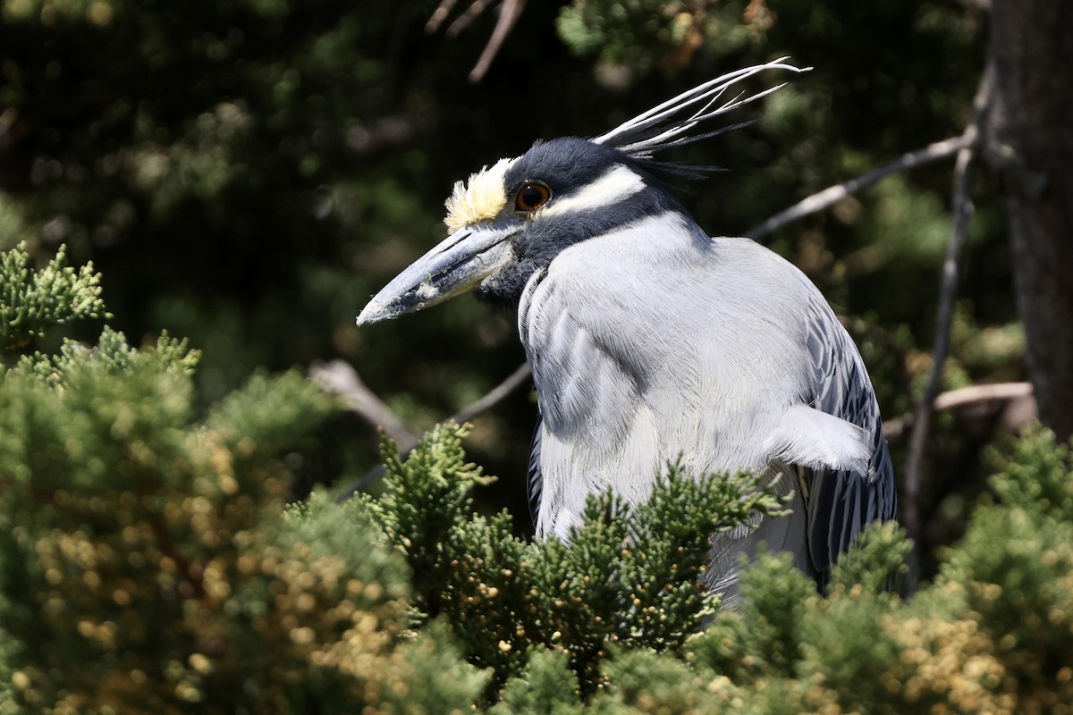 Yellow-crowned Night Heron - ML616242346