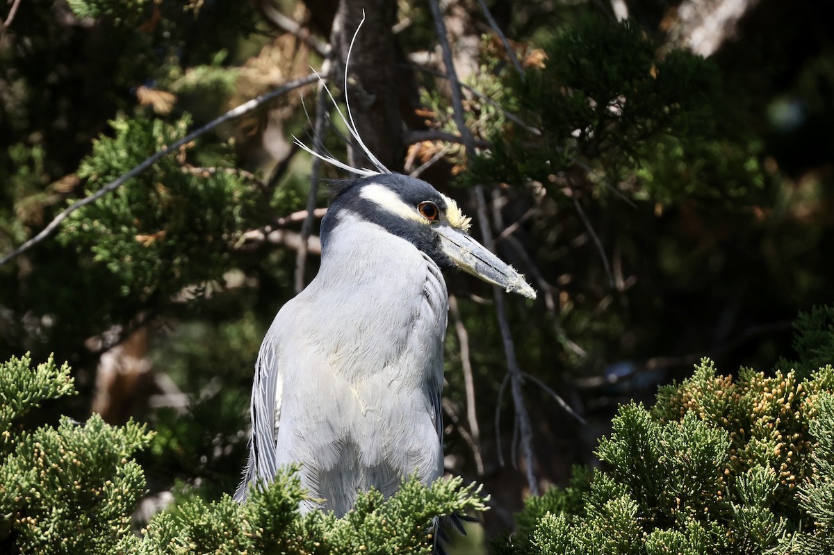 Yellow-crowned Night Heron - Alice Church