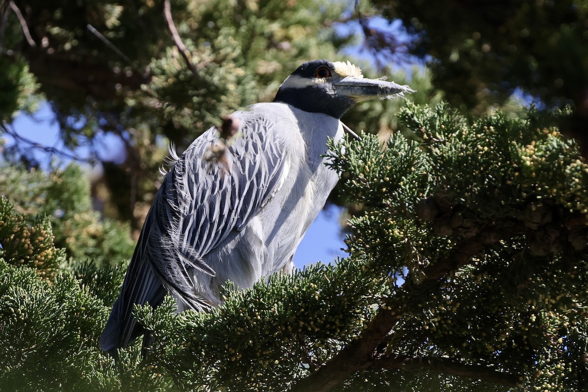 Yellow-crowned Night Heron - Alice Church