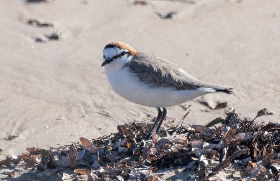Red-capped Plover - ML616242411