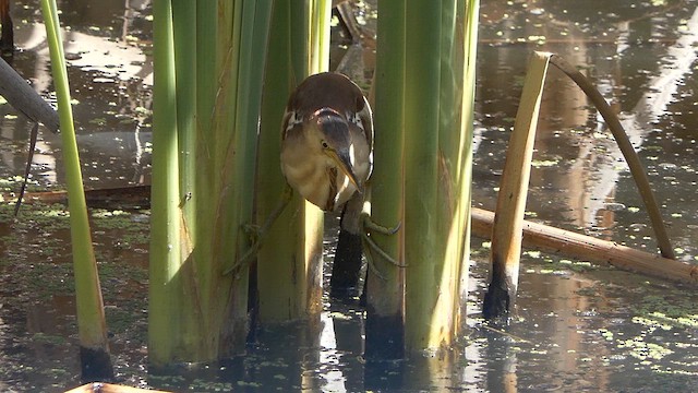 Black-backed Bittern - ML616242526