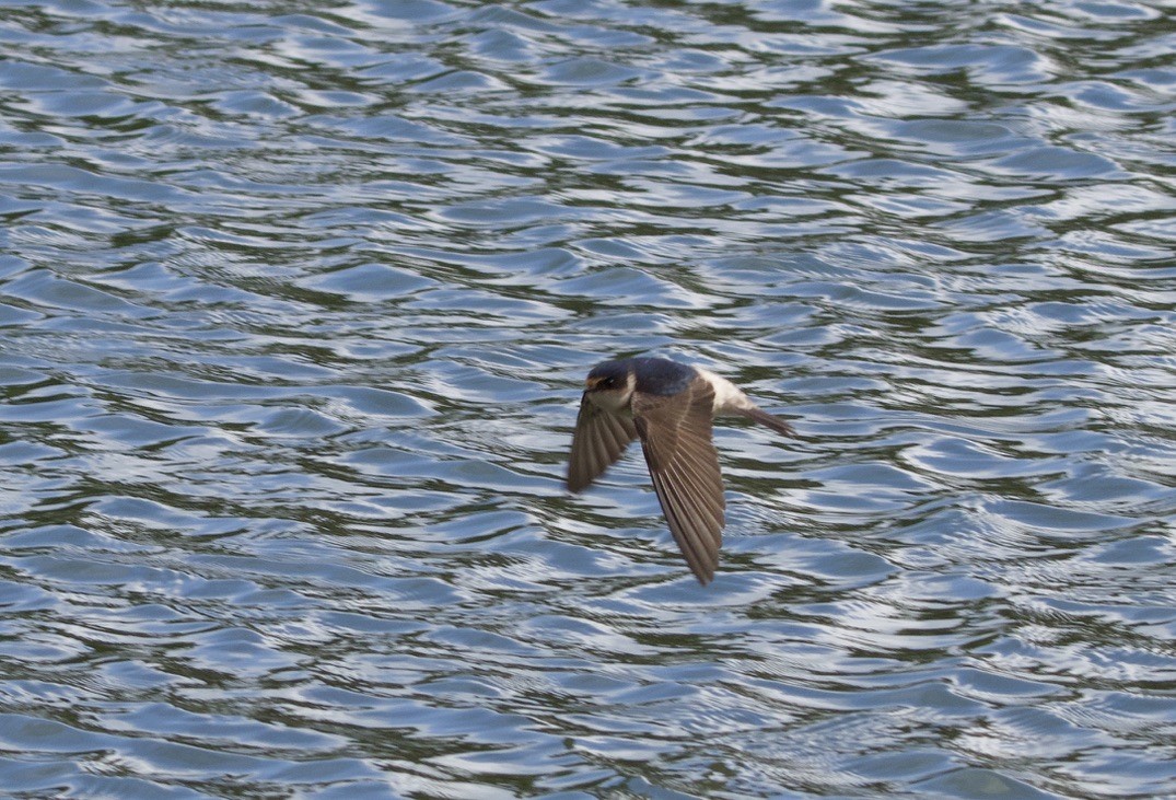 Fairy Martin - Yvonne van Netten