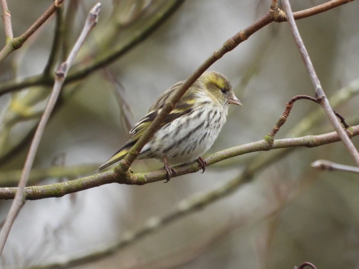 Eurasian Siskin - ML616242563