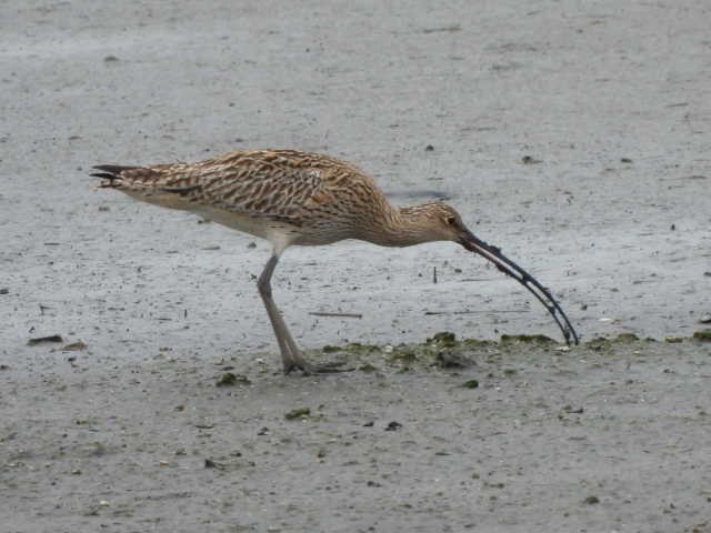 Eurasian Curlew - ML616242575