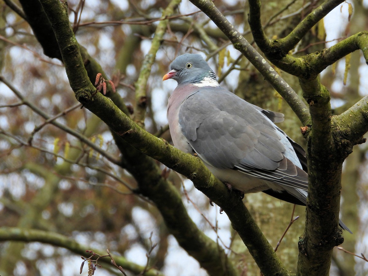 Common Wood-Pigeon - ML616242583