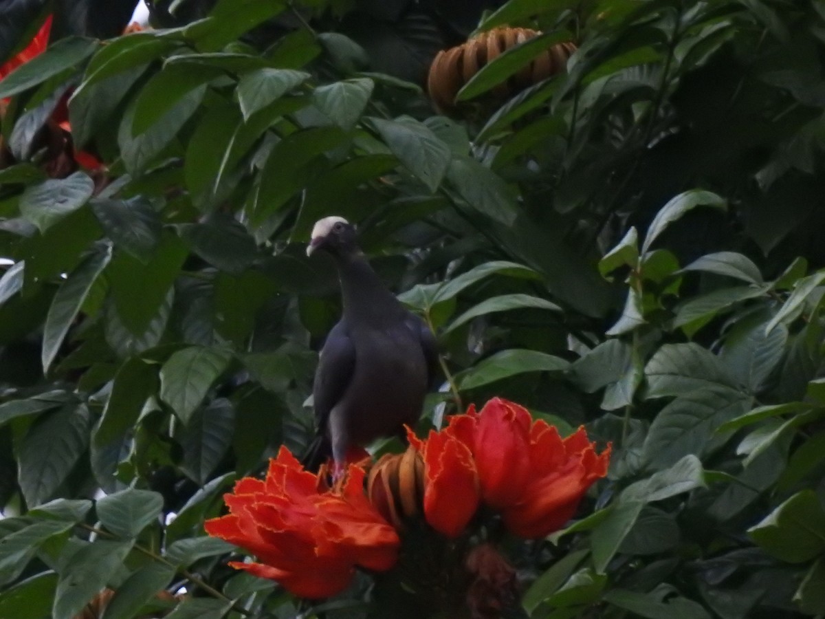 White-crowned Pigeon - ML616242587