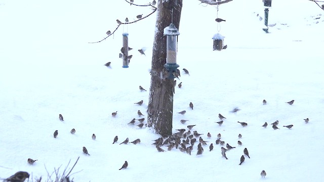 Common Redpoll (flammea) - ML616242608