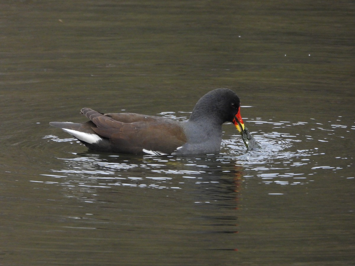 Eurasian Moorhen - ML616242626