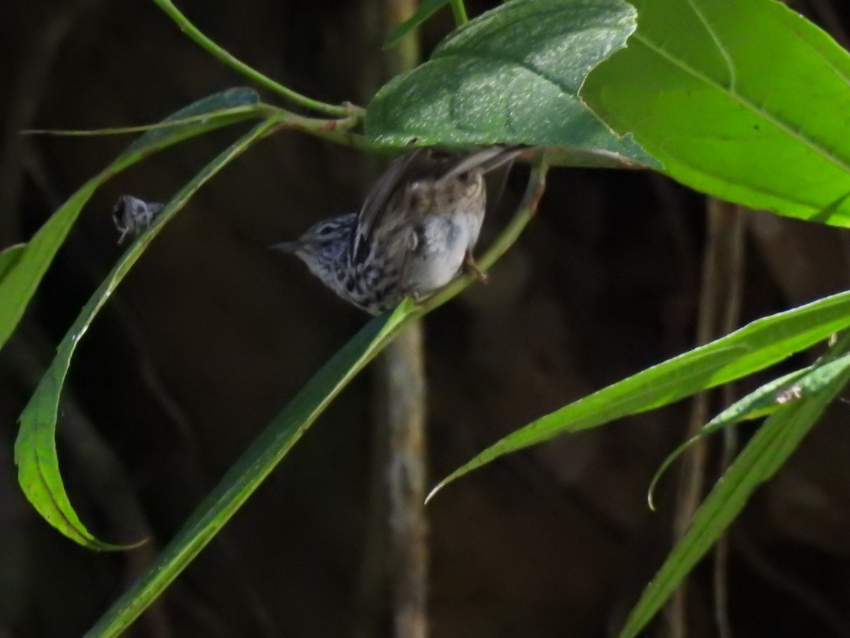 Arrowhead Warbler - ML616242656