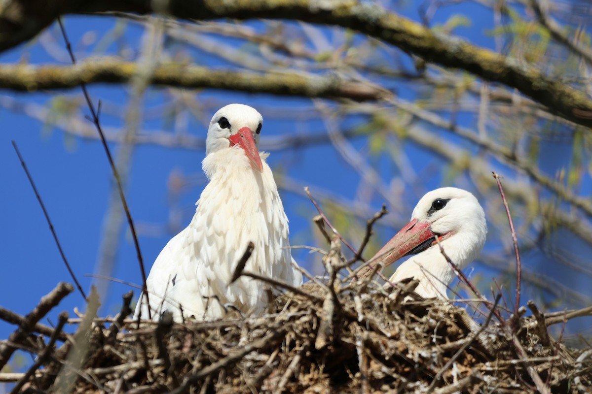 White Stork - ML616242661