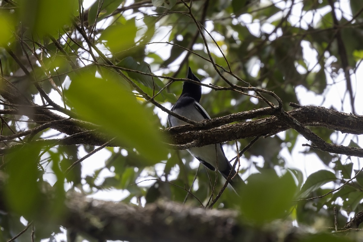 McGregor's Cuckooshrike - ML616242691