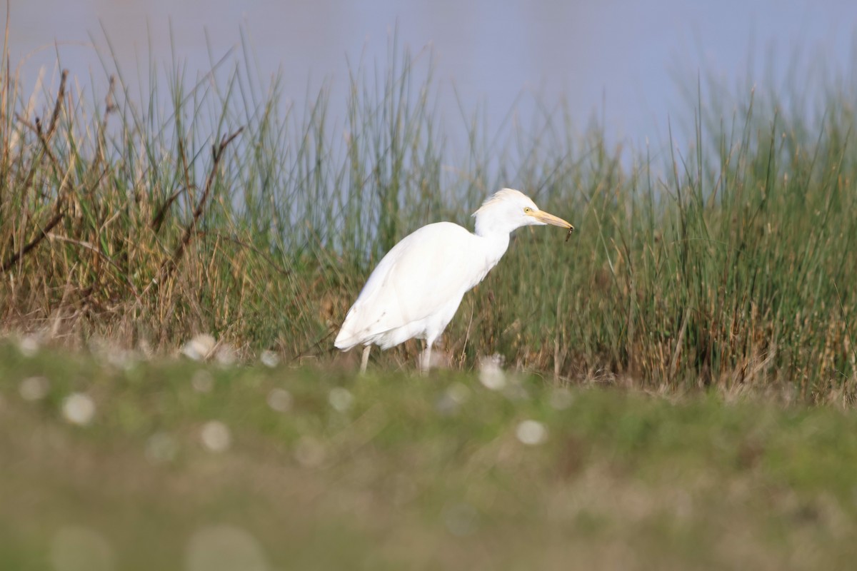 Western Cattle Egret - ML616242694