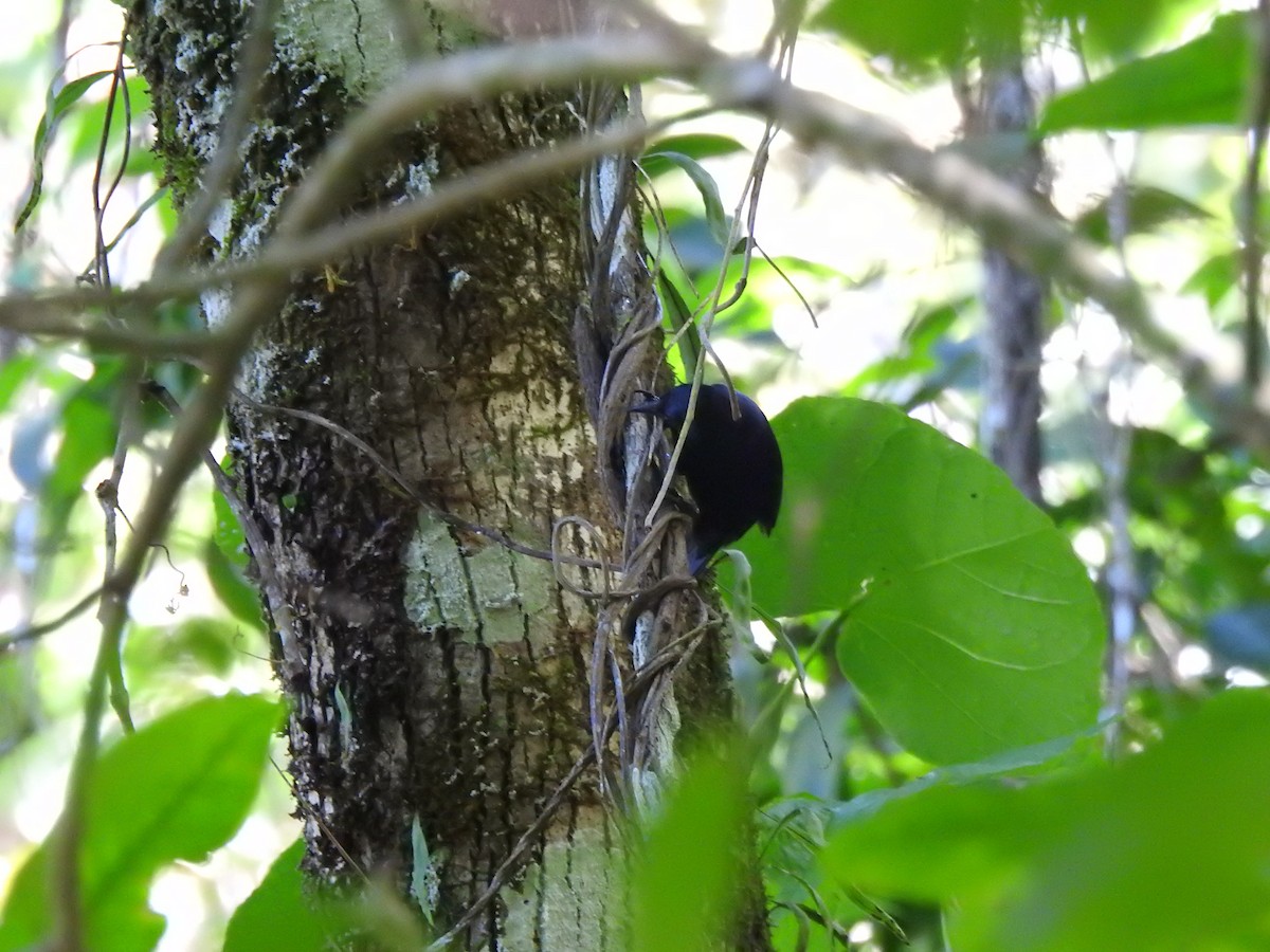 Jamaican Blackbird - ML616242701