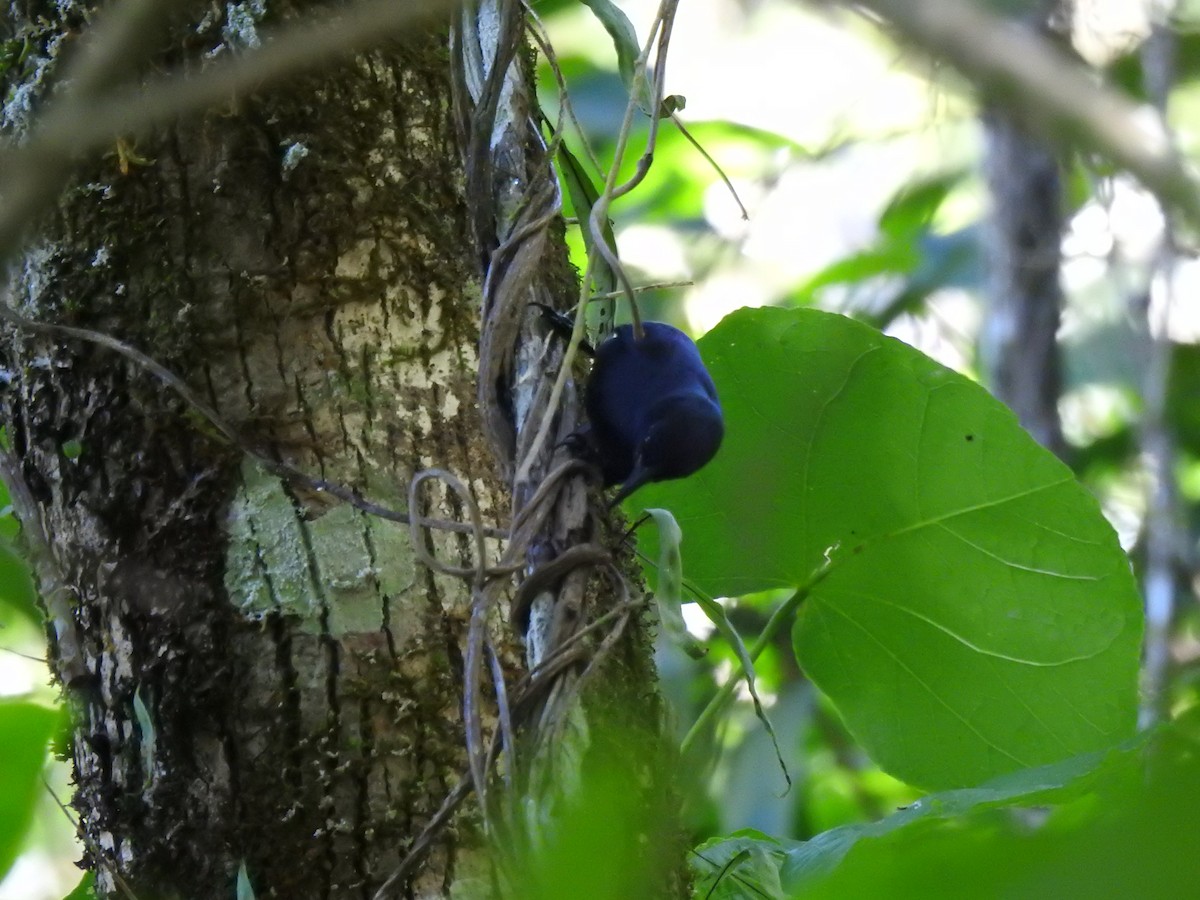 Jamaican Blackbird - Heath Harlan