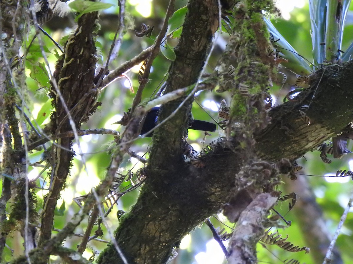 Jamaican Blackbird - ML616242703