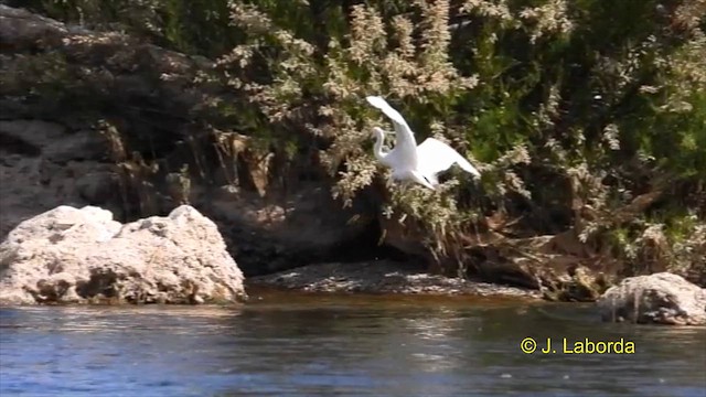 Little Egret - ML616242727