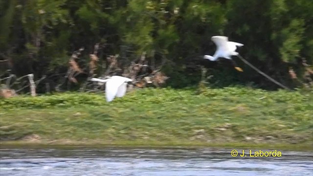 Little Egret - ML616242730