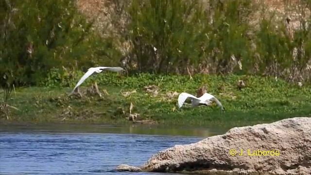 Little Egret - ML616242731