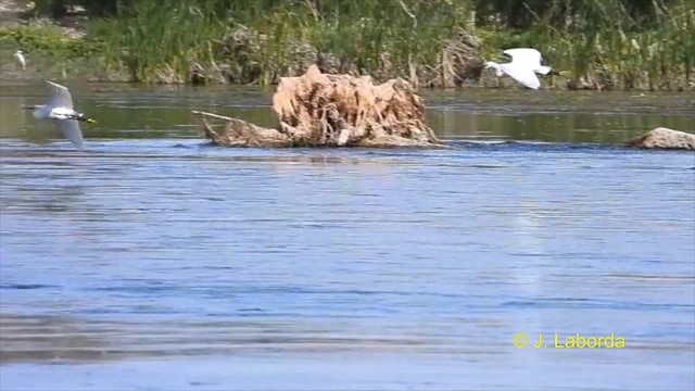 Little Egret - ML616242732