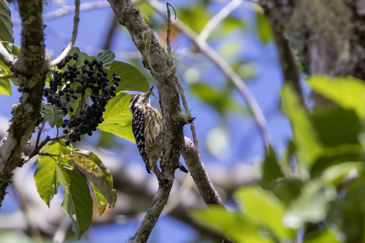 Philippine Pygmy Woodpecker - ML616242746