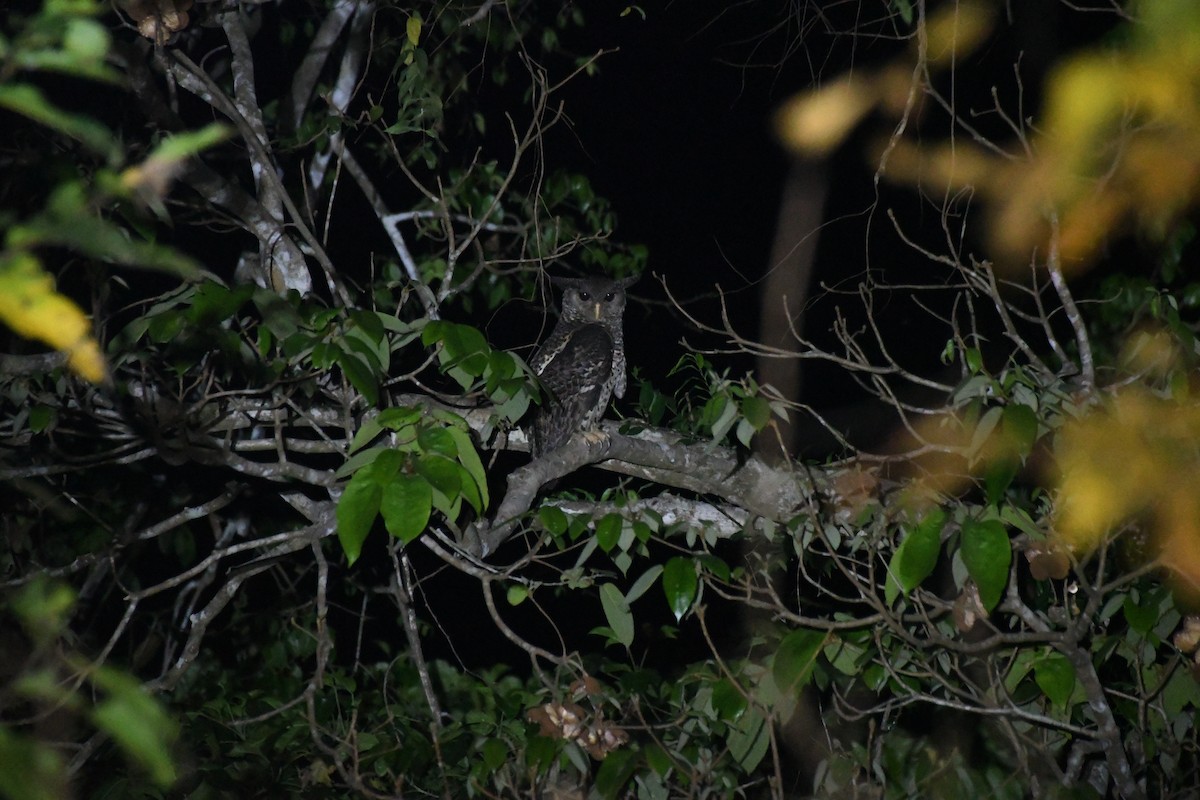 Spot-bellied Eagle-Owl - ML616242804