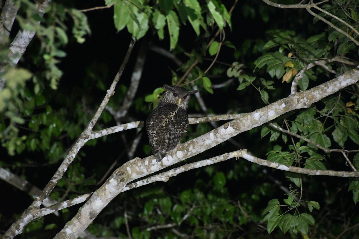 Spot-bellied Eagle-Owl - ML616242805