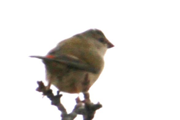 Red-browed Firetail - ML616242807