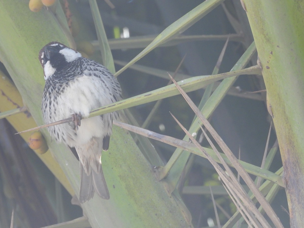 Spanish Sparrow - Ricardo Bedia