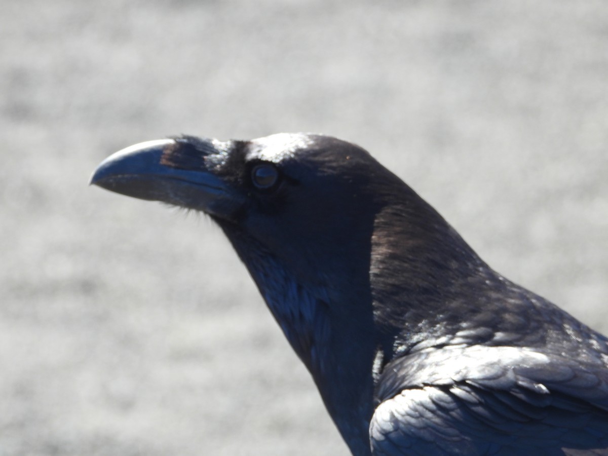 Common Raven - Ricardo Bedia