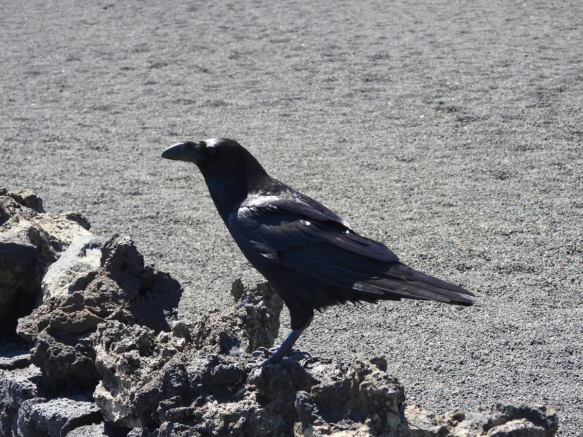 Common Raven - Ricardo Bedia