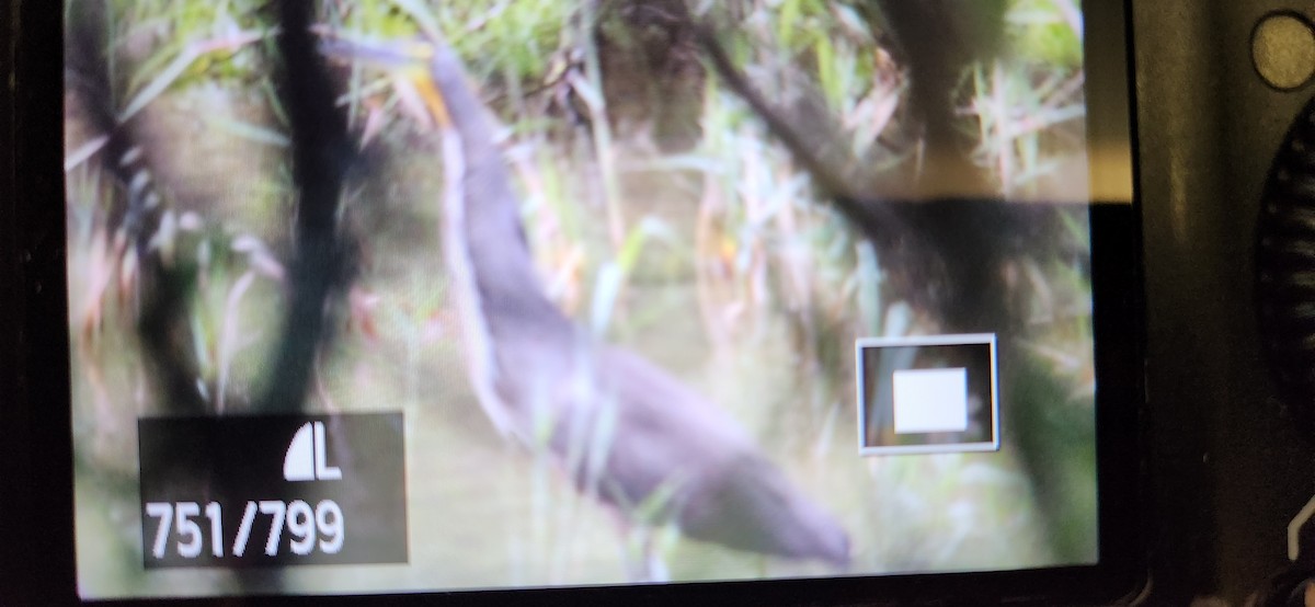 Bare-throated Tiger-Heron - ML616242879