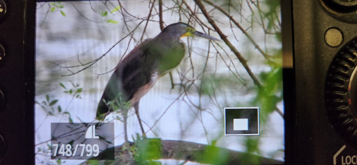 Bare-throated Tiger-Heron - ML616242880