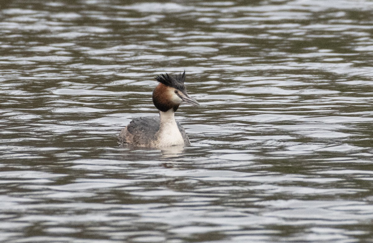 Great Crested Grebe - ML616242909