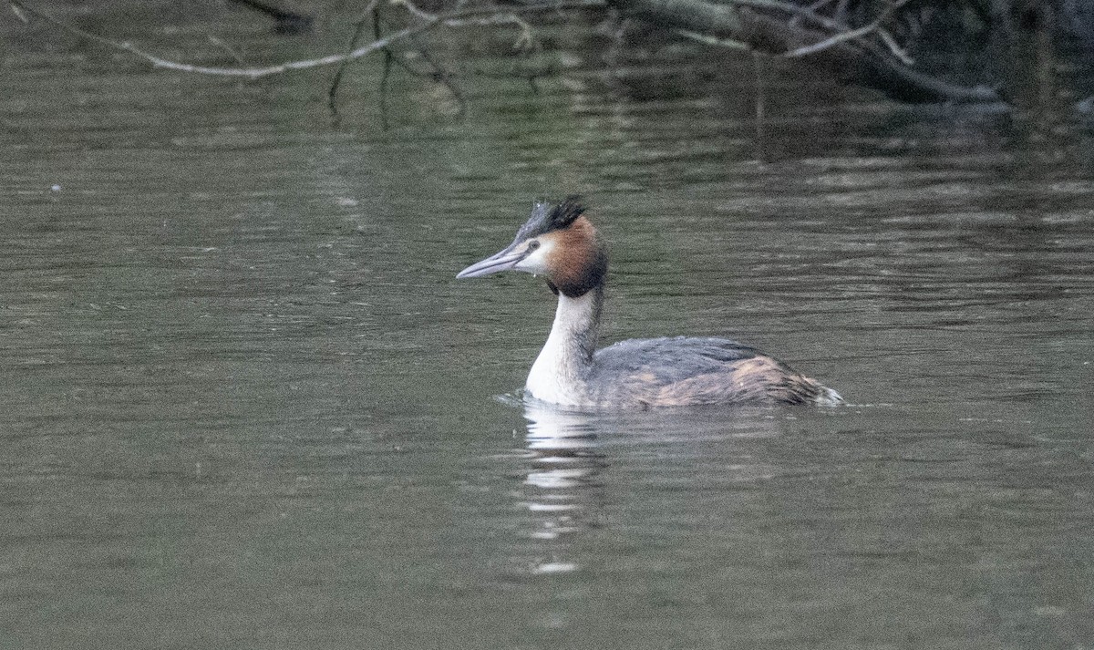 Great Crested Grebe - ML616242910