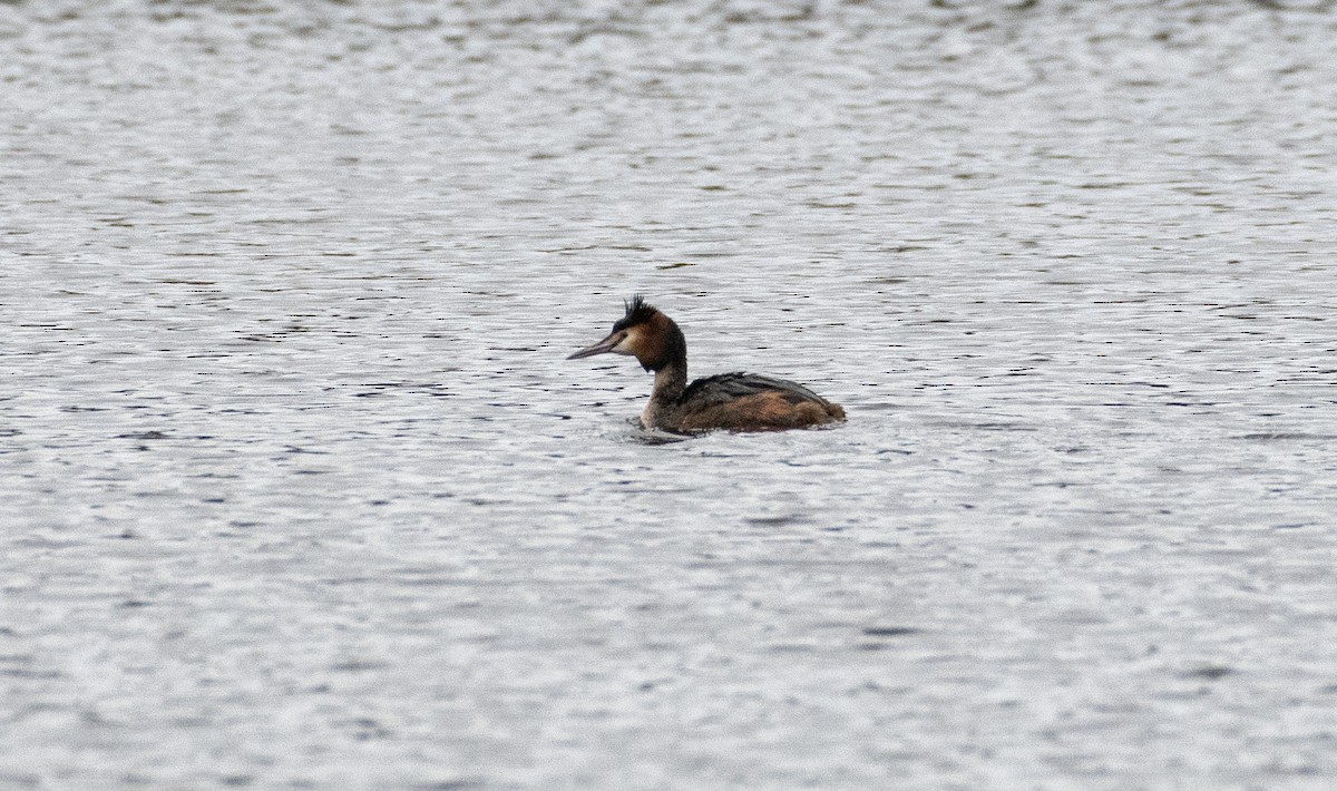 Great Crested Grebe - ML616242911