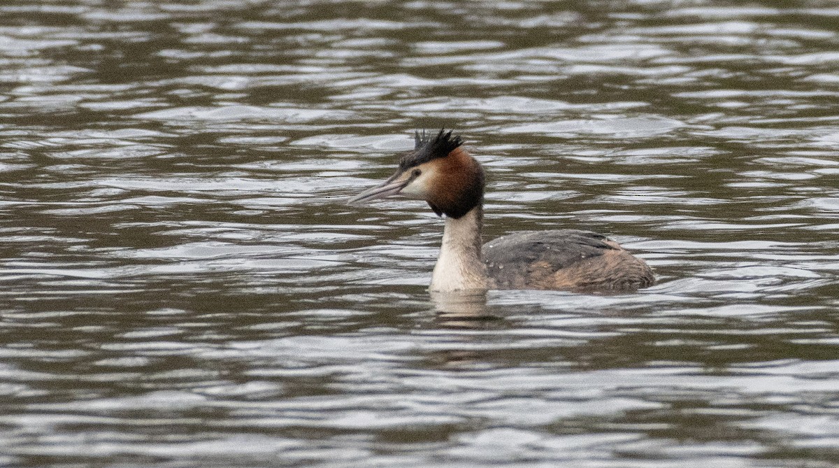 Great Crested Grebe - ML616242916