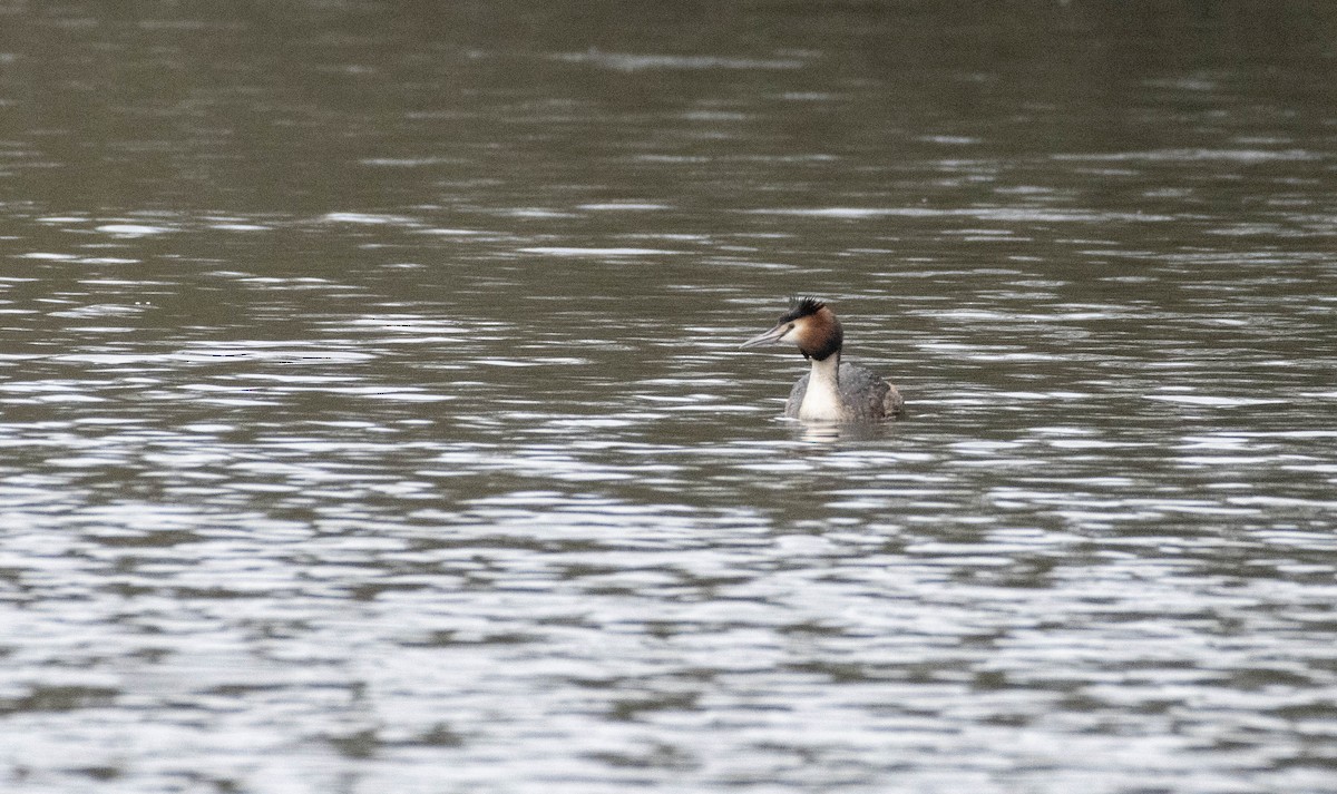 Great Crested Grebe - ML616242918